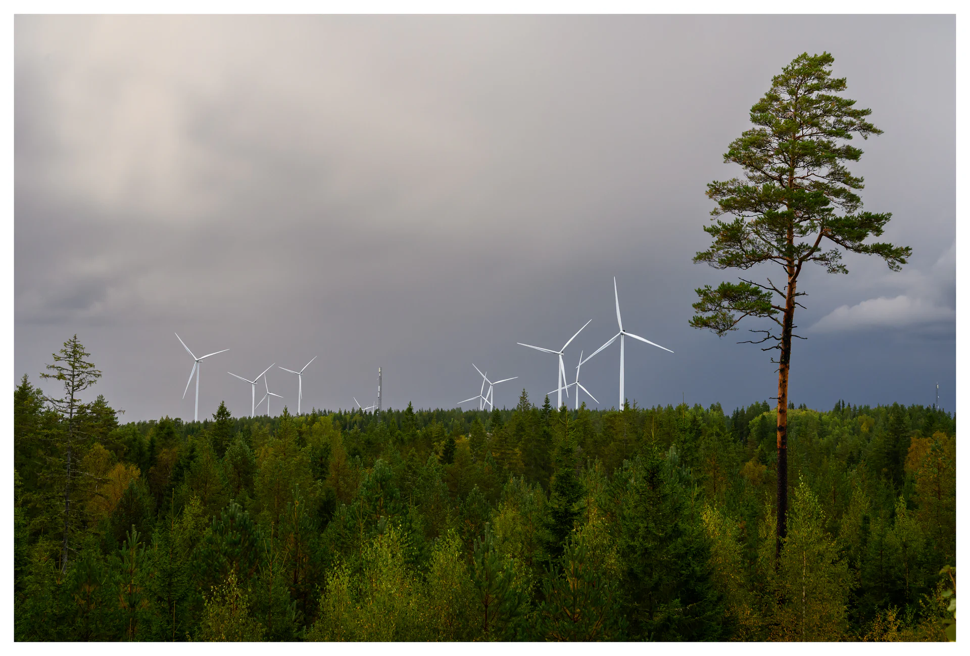Color photo of wind turbines above dense forest at the Marker wind farm in Norway, with dramatic clouds and a single tall tree in the foreground.