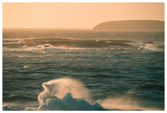 Seagull flying above breaking waves in rough coastal waters illuminated by warm evening light.