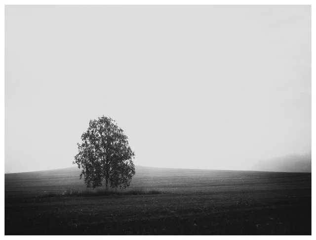 Solitary tree in a misty field, with a distant cluster of trees fading into the fog, photographed in black and white.